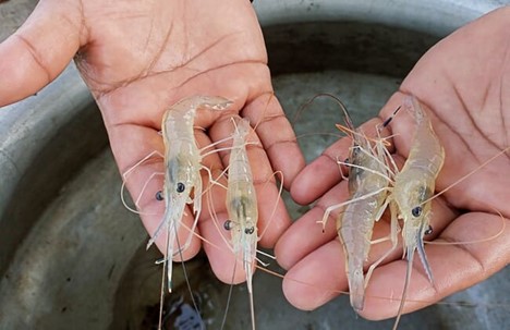 Galda có giá cao hơn monodon, khiến việc nuôi chúng trở thành một hoạt động hấp dẫn đối với nhiều nông dân © Mạng lưới hải sản Bangladesh