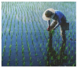 Mê Kông đối mặt tình trạng bất ổn định & Lúa gạo đang bị ảnh hưởng nghiêm trọng