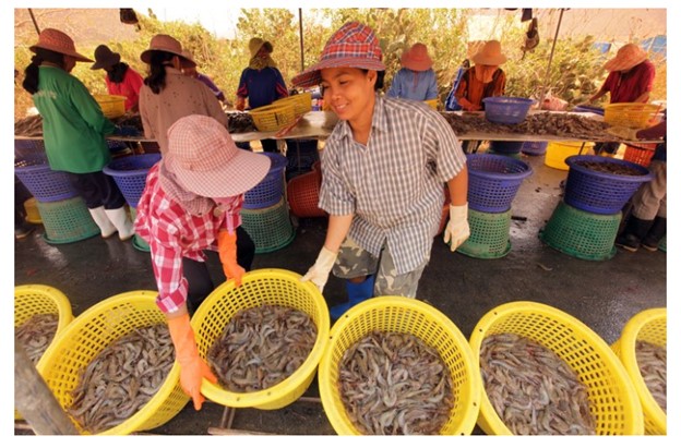 Sự phát triển ồ ạt của ngành nuôi tôm vốn được kỳ vọng mang lại lợi nhuận cao hơn trồng lúa đã khiến nhiều cánh đồng bị bỏ hoang hoặc chuyển đổi thành ao nuôi.