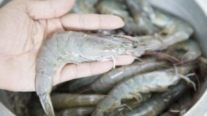 Việc áp dụng chiến lược tăng trưởng bù đắp đã được chứng minh là có hiệu quả trong việc giảm chi phí nuôi tôm thẻ chân trắng (Litopenaeus vannamei).