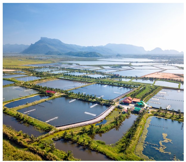 Nuôi tôm có thể được chia thành ba mô hình chính: quảng canh, bán thâm canh (quảng canh cải tiến) và thâm canh.
