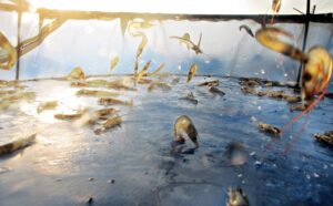 Trong nhiều thập kỷ, kháng sinh đã được sử dụng phổ biến để điều trị bệnh, phòng ngừa dịch và thúc đẩy tăng trưởng cho tôm.