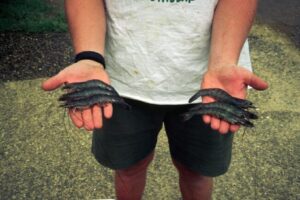 Tôm xanh (phải) có thể chịu được độ mặn cao hơn tôm trắng (trái). Tôm xanh (L. stylirostris) lớn hơn tôm thẻ chân trắng (L. vannamei), khi được nuôi chung trong cùng một ao trong cùng một khoảng thời gian (ảnh nghiên cứu sau đại học của tác giả năm 1997) © Tiến sĩ Bill McGraw