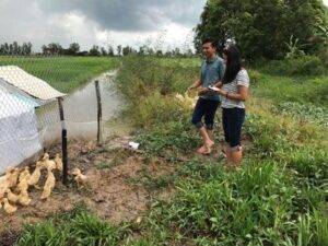 Hình 17.7 Hệ thống lúa-cá-gia cầm tại xã Mỹ Phú Đông, huyện Thoại Sơn, tỉnh An Giang. (Nguồn: Nguyễn Văn Kiên, tháng 9/2017)