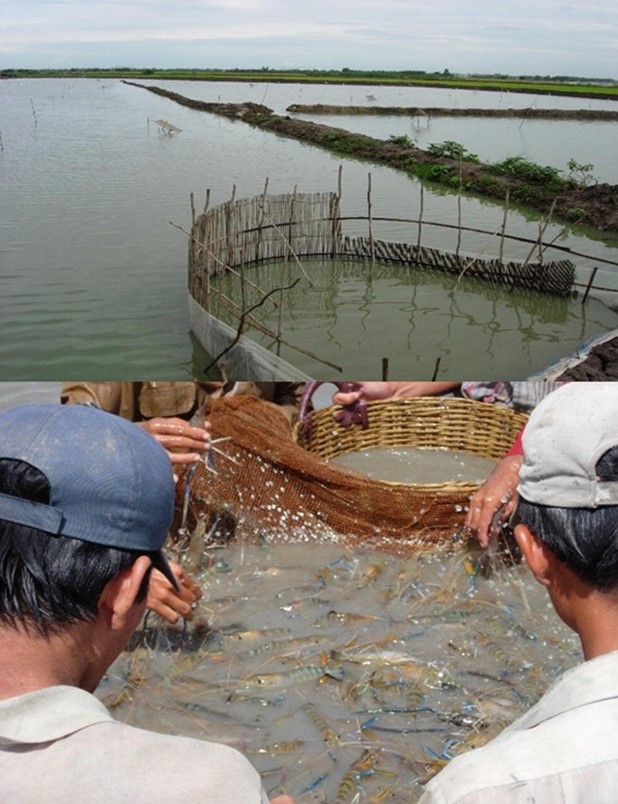Figure 17.9: Freshwater shrimp farming in Vinh Thanh Trung Commune, Chau Phu District, An Giang Province. (Source: Nguyen Van Kien)
