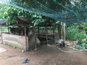 Hình 17.6 Bò được cho ăn để bán tại chuồng trại ở xã Mỹ An, huyện Chợ Mới, tỉnh An Giang. (Nguồn: Nguyễn Văn Kiên, tháng 9/2017)