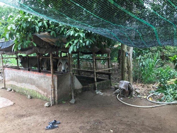 Figure 17.6: Cattle being fattened for sale in a farmyard shed in My An Commune, Cho Moi District, An Giang Province. (Source: Nguyen Van Kien, September 2017)