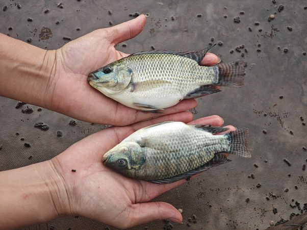 Cá rô phi Bình Minh
