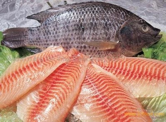 Cá rô phi dạng phi lê