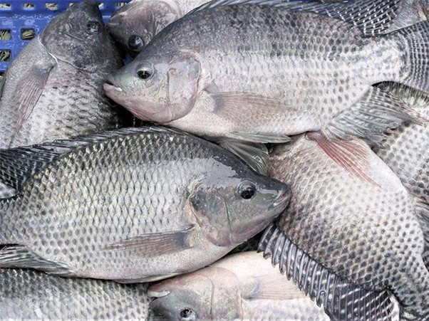 Nuôi cá rô phi góp phần nâng cao sinh kế cho bà con nông dân