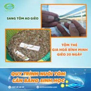 Tôm thẻ gia hóa Bình Minh gièo 20 ngày khi áp dụng quy trình nuôi tôm cân bằng sinh học