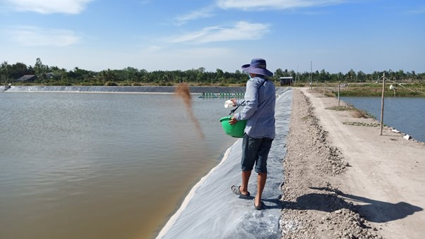 Phương pháp cho tôm ăn bằng tay truyền thống