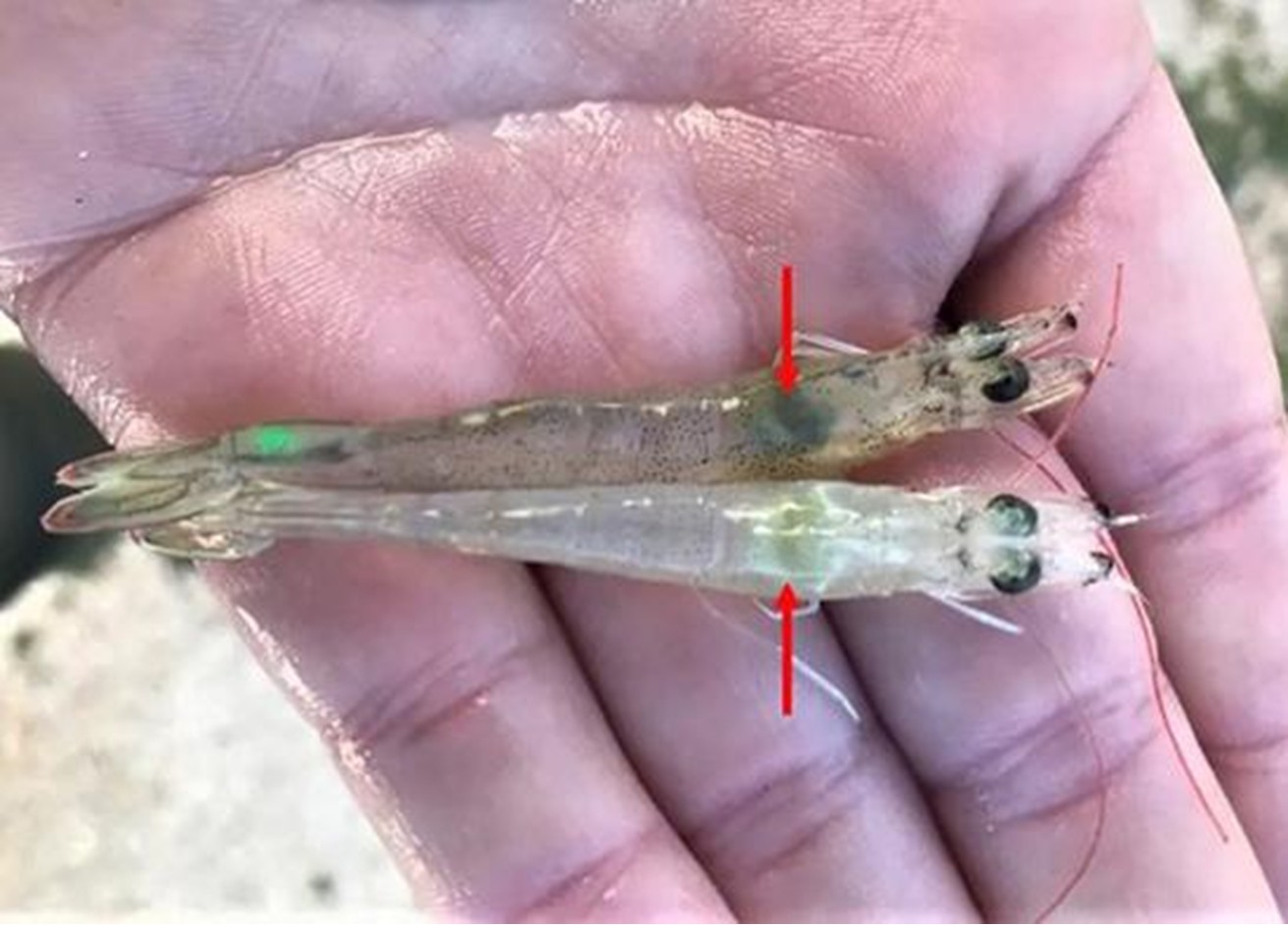 Hình 1. Tôm khỏe mạnh (trên) và tôm bị nhiễm AHPNS (dưới) có bệnh lý đặc trưng.