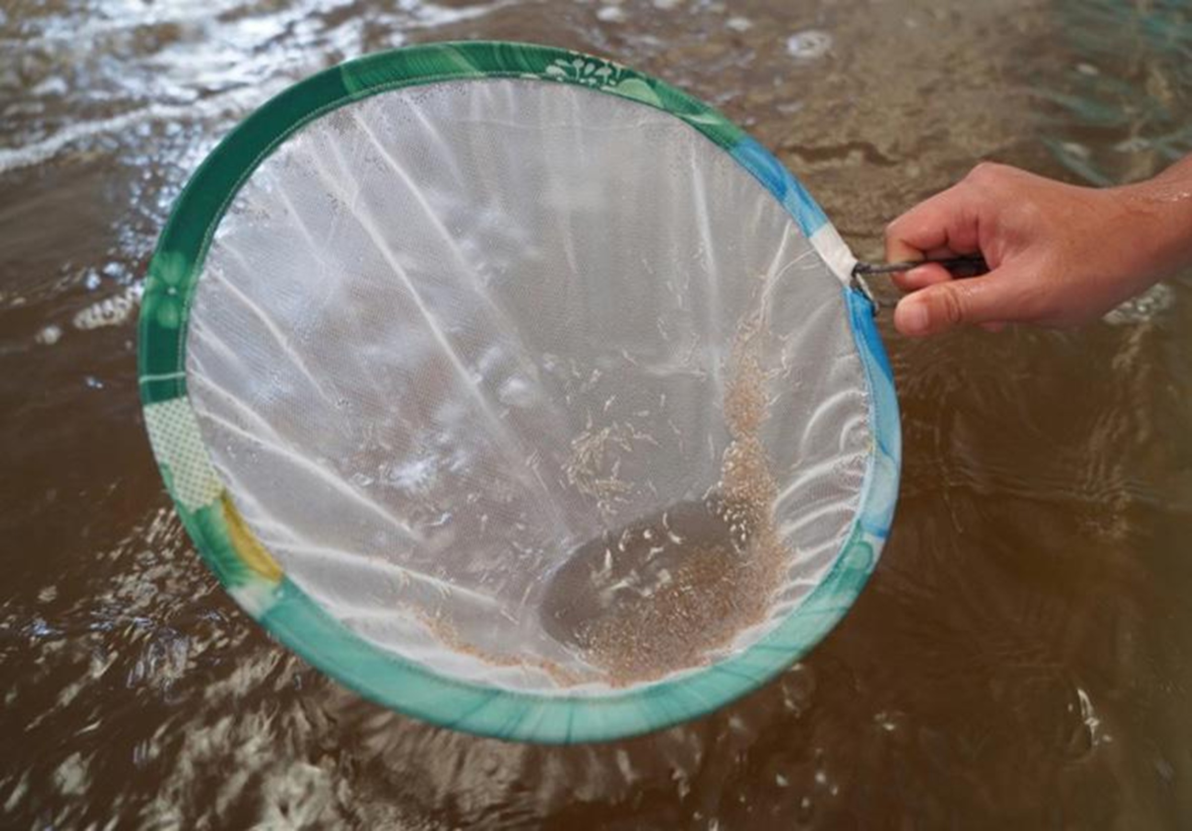 Hình 4. PL bị ảnh hưởng bởi bệnh hậu ấu trùng thủy tinh (GPD) hoặc bệnh mờ đục hậu ấu trùng (TPD).