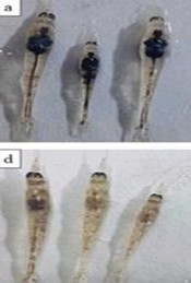 Hình 5. Tôm khỏe mạnh (trên cùng) và tôm bị ảnh hưởng GPD (dưới).