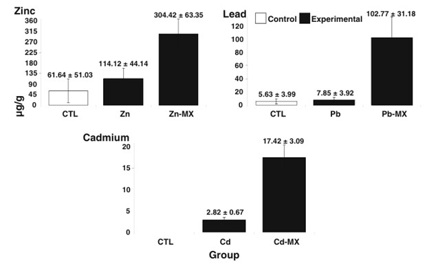 Hình 2 Tổng nồng độ kim loại (tính bằng µg/g; trung bình ± SD) đối với Zn, Pb và Cd ở P. vannamei sau 10 ngày phơi nhiễm với hỗn hợp Zn, Pb và Cd (ngày 10) và sau 10 ngày làm sạch nữa trong dung dịch kim loại tự do (ngày 20)