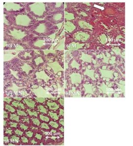 Hình 4. Hình ảnh mô bệnh học đại diện của các phần gan tụy được nhuộm hematoxylin và eosin của tôm thẻ chân trắng (PWS) thuộc các nhóm nghiên cứu khác nhau. 10FM (nhóm đối chứng; 10% FM), 6FM (6% FM và không bổ sung nucleotide), 10FMN (10% FM; 0,1% nucleotide), 8FMN (8% FM; 0,1% nucleotide) và 6FMN (6% FM; 0,1 % nucleotit). Mũi tên trắng chỉ ra hiện tượng không bào được quan sát thấy ở nhóm 6FM do việc thay thế bột cá bằng nguồn protein thực vật.