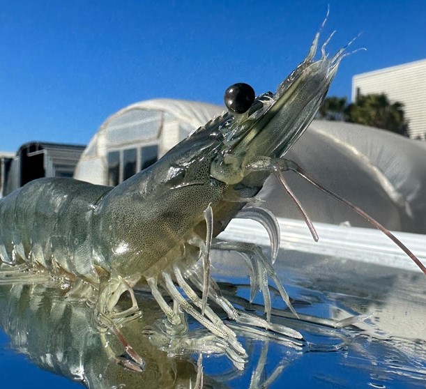 Welfare concerns around the common hatchery technique that underpins global shrimp farming is leading to trials for new approaches. Photo by Darryl Jory.