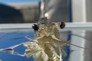 Một cuộc khảo sát của Liên minh Thủy sản Toàn cầu cho thấy những thách thức để chấm dứt việc cắt bỏ bao gồm chi phí, rào cản giáo dục, sự chấp nhận của thị trường, cân nhắc về quy định và chính sách cũng như nguy cơ giảm năng suất. Ảnh của Darryl Jory.