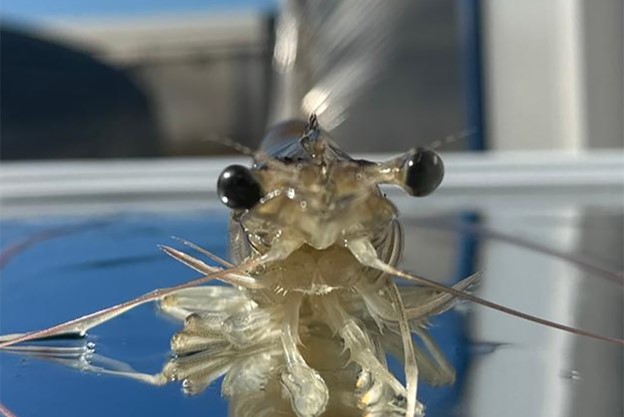 A Global Seafood Alliance survey found the challenges to ending ablation include costs, educational barriers, market acceptance, regulation and policy considerations and the risk of reduced productivity. Photo by Darryl Jory.