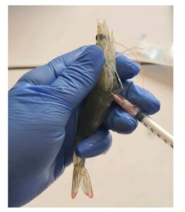 Hình 1. Việc rút hemolymp được thực hiện trên một trong những con tôm thẻ chân trắng (PWS) khỏi nghiên cứu. Hemolymp được lấy từ phần đáy của đốt bụng thứ hai bằng cách sử dụng ống tiêm 1 mL vô trùng và kim 25 G × 13 mm