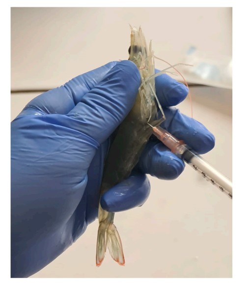 Hình 1. Việc rút hemolymp được thực hiện trên một trong những con tôm thẻ chân trắng (PWS) khỏi nghiên cứu. Hemolymp được lấy từ phần đáy của đốt bụng thứ hai bằng cách sử dụng ống tiêm 1 mL vô trùng và kim 25 G × 13 mm