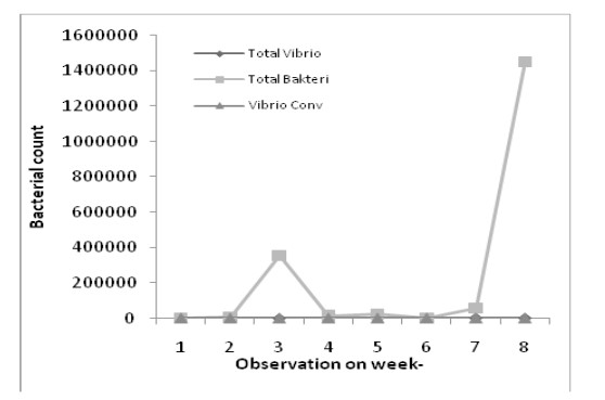 Hình 1. Số lượng vi khuẩn hàng ngày trong nuôi tôm thẻ chân trắng.