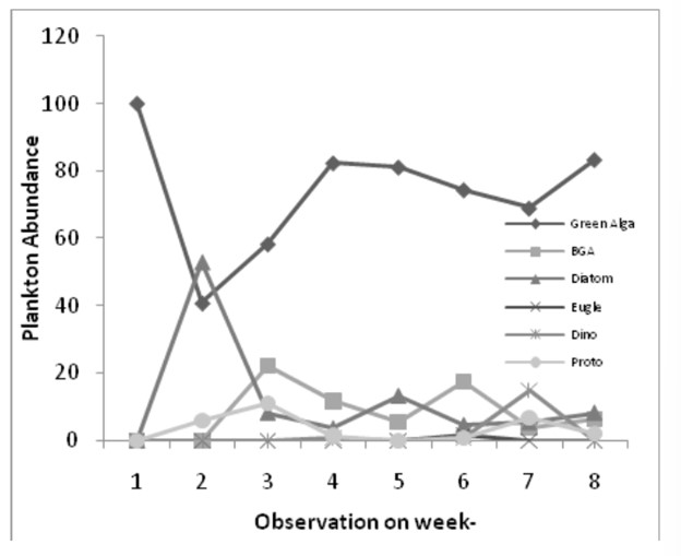 Hình 3. Sự phong phú sinh vật phù du hàng ngày trong nuôi tôm thẻ chân trắng.
