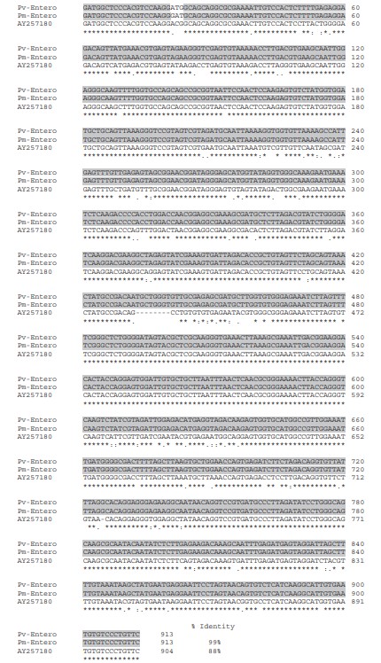 Hình 1 Sự sắp xếp Clustal-W của các trình tự rRNA tiểu đơn vị nhỏ của vi bào tử trùng. Trình tự rRNA ssu của Enterocytozoon hepatopenaei từ P. monodon (Pm-Entero) (mã số Genbank KF362129) và vi bào tử trùng từ P. vannamei (Pv-Entero) (mã số Genbank KF362130) được so sánh với vùng khớp của gen rRNA ssu của E. bieneusi (GenBank AY257180). Các vùng có 100% giống nhau giữa Pv-Entero và Pm-Entero được phác thảo bằng nền xám trong khi 100% giống nhau giữa cả ba loài được biểu thị bằng dấu hoa thị.