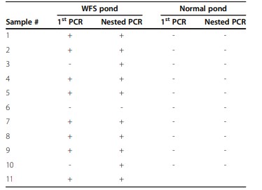 Bảng 2 Kết quả PCR từ mẫu tôm sơ bộ từ ao WFS và ao bình thường gần đó