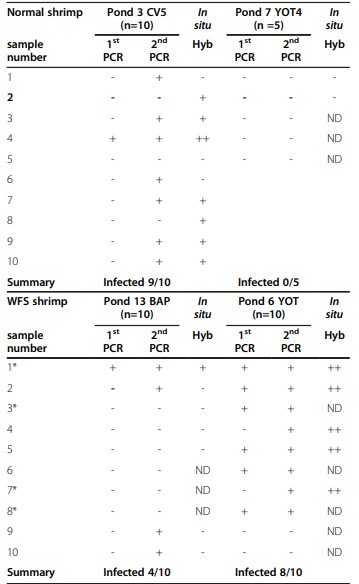 Bảng 3 Kết quả PCR và lai in situ đối với vi bào tử trùng trong một nhóm ao nuôi tôm thứ hai