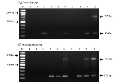 Hình 2 Gel agarose cho thấy các amplicon PCR đặc hiệu với vi bào tử trùng lồng nhau sử dụng 100 ng khuôn mẫu DNA tổng số từ mô gan tụy lấy từ P. vannamei không bị cảm nhiễm vi bào tử trùng (A) hoặc bị cảm nhiễm vi bào tử trùng qua đường miệng (B) với. Làn 1-3: Ba mẫu vật 2 ngày sau khi cảm nhiễm; Làn 4-6: Ba mẫu vật 4 ngày sau khi cảm nhiễm, Làn 7-9: Ba mẫu vật 7 ngày sau khi cảm nhiễm; Làn 10: plasmid đối chứng dương tính. Kích thước amplicon cho PCR bước 1 và bước 2 lần lượt là 779 và 176 bp.