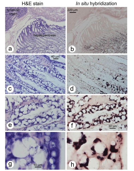 Hình 4 Ảnh chụp vi mô mô gan tụy bị nhiễm của P. vannamei. Các phần mô tôm liền kề được nhuộm bằng H&E (cột 1) và bằng đầu dò lai tại chỗ (cột 2) cho thấy các tế bào gan tụy của P. vannamei bị nhiễm vi bào tử trùng không thể dễ dàng phát hiện bằng cách nhuộm H&E mặc dù tình trạng nhiễm trùng lan rộng được phát hiện bằng phương pháp lai in stu (nhuộm màu nâu sẫm đến đen). (a/b) Độ phóng đại thấp cho thấy các phản ứng dương tính bị giới hạn ở các tế bào biểu mô ống giữa và ống gần của gan tụy tôm (HP) trong khi các tế bào E xa là âm tính. Lưu ý rằng tế bào B chiếm ưu thế trong vùng bị nhiễm. (c/d) Độ phóng đại trung bình cao cho thấy phản ứng lai tại chỗ dương tính ở điểm chính xác trong vùng HP liền kề với vùng tế bào E xa. (e/f) Độ phóng đại cao cho thấy rõ ràng khó khăn trong việc xác định các tế bào bị nhiễm bằng phương pháp nhuộm H&E nhưng có thể phát hiện rõ ràng bằng phương pháp lai in stu. (g/h) Độ phóng đại rất cao, làm nổi bật các đặc điểm được mô tả trong (e/f).
