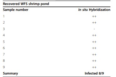 Bảng 4 Kết quả lai in stu của các mẫu tôm trong ao thu hồi từ WFS