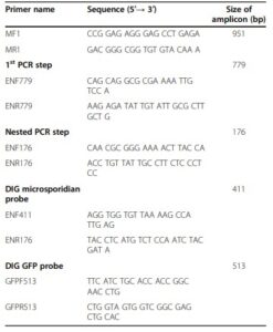 Bảng 1 Trình tự mồi được sử dụng