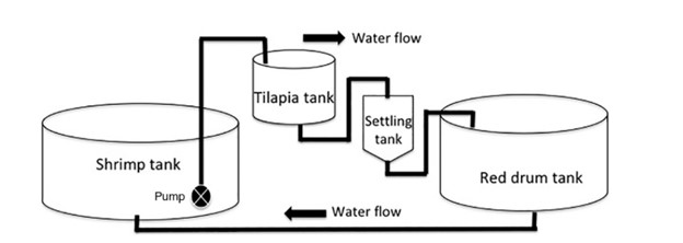 HÌNH 1 Hệ thống đa dinh dưỡng được phát triển trong thí nghiệm xử lý sinh học tổng chất rắn lơ lửng sử dụng tôm (bể 22 m3 và 250 con/m3), cá rô phi (bể 1,5 m3 và 60 con/m3) và cá đù đỏ (6,7 m3 và 14 con/m3). Trong nghiệm thức đối chứng không có cá rô phi nào được thả vào bể