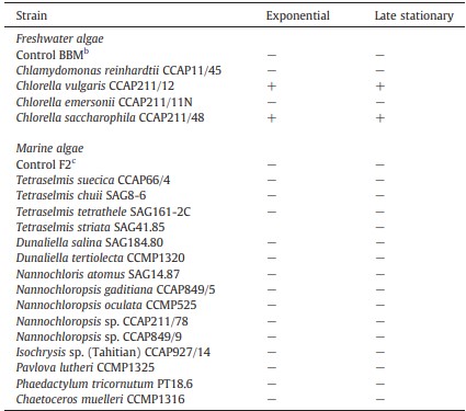 Bảng 2 Ức chế sản xuất violacein do tín hiệu Quorum sensing ở Chromobacterium violaceum CV026 khi có mặt N-hexanoylhomoserine lactone bằng chiết xuất từ các nền nuôi cấy pha mũ và pha tĩnh của các loại vi tảo khác nhau.