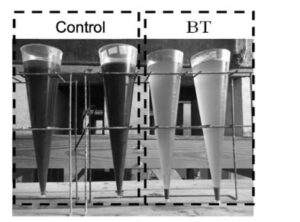 HÌNH 3 Chất rắn lắng đọng tích lũy trong bể cá rô phi (xử lý sinh học [BT]) so với bể không có cá rô phi (đối chứng) được đo bằng nón Imhoff sau khi thu hoạch cá rô phi ở cuối thí nghiệm