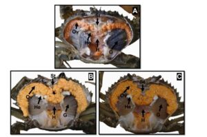 Hình 3. Hình thái bên trong của Scylla paramamosain cái dưới các điều kiện ánh sáng khác nhau. (A) lúc bắt đầu thí nghiệm; (B) bóng tối hoàn toàn; (C) điều kiện ánh sáng bình thường. Ov, buồng trứng; He, gan tụy; H, tim; G, mang; St, dạ dày.