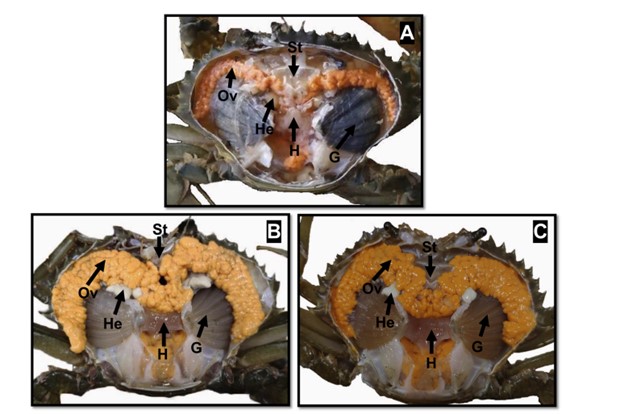 Hình 3. Hình thái bên trong của Scylla paramamosain cái dưới các điều kiện ánh sáng khác nhau. (A) lúc bắt đầu thí nghiệm; (B) bóng tối hoàn toàn; (C) điều kiện ánh sáng bình thường. Ov, buồng trứng; He, gan tụy; H, tim; G, mang; St, dạ dày.