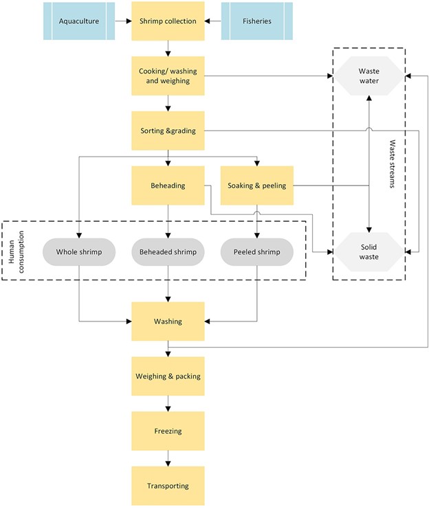 Fig. 1: Flow chart illustrating critical steps involved in producing final shrimp products for human consumption from freshly collected shrimp by aquaculture or fisheries. Shrimp sources are indicated in blue, processing steps in yellow, products for human consumption in dark gray, and waste streams in light gray.