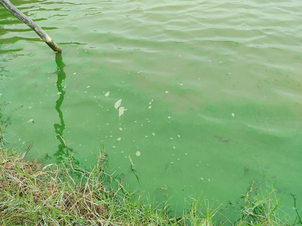 Ảnh: Tảo lam bùng phát trong ao nuôi
