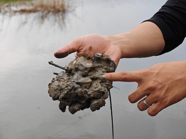 Ảnh: Đáy ao sạch