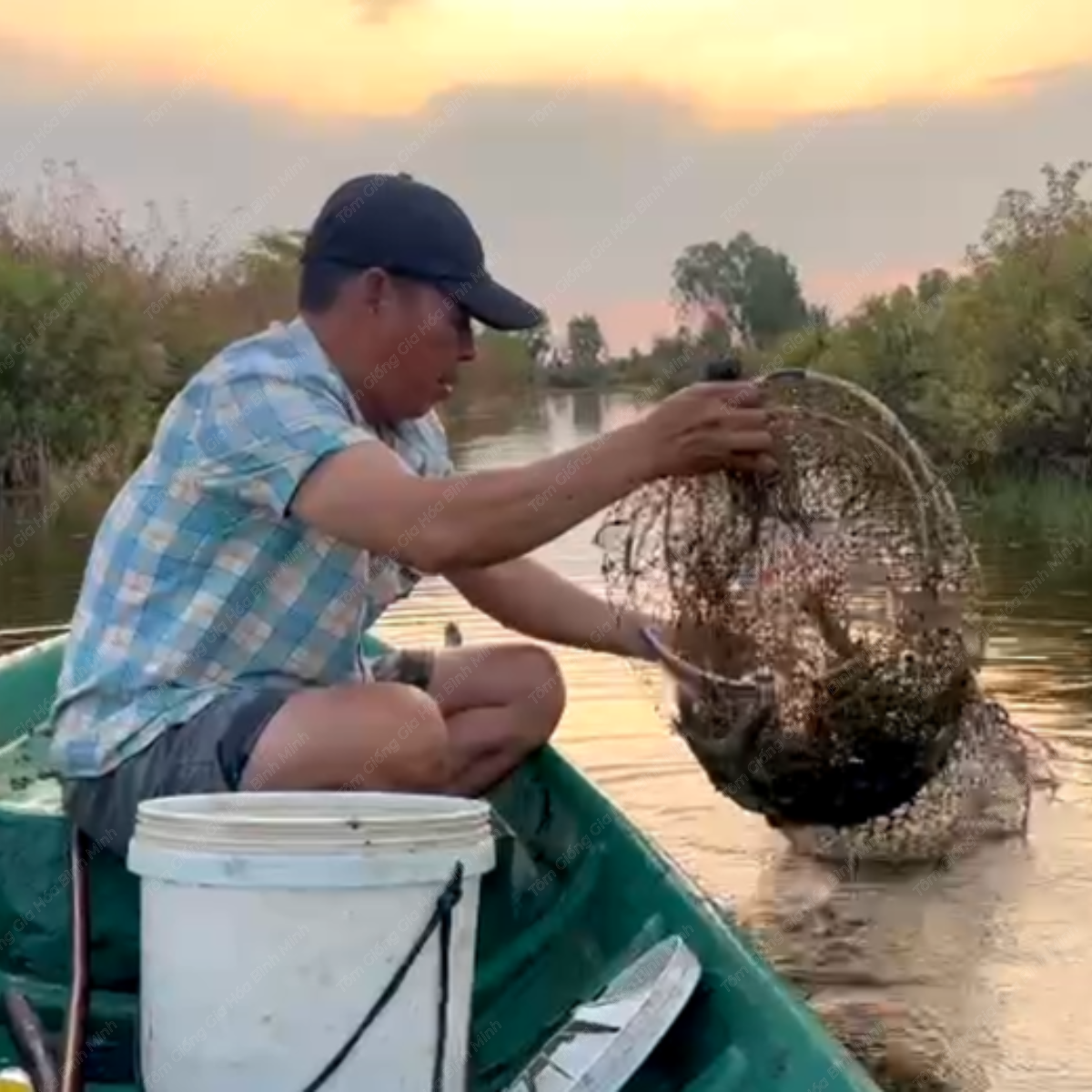 Hộ nuôi khu vực Cà Mau